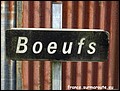 Boeufs H 61.JPG