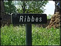 Ribbes H 15.JPG