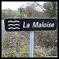 MALOISE 58.JPG